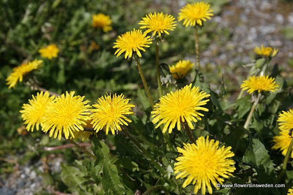 Sweden, Nature, Travel, Ragunda, Flowers, Hammarstrand