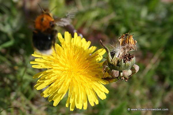 Zweden, Bloemen, Natuur, Reizen