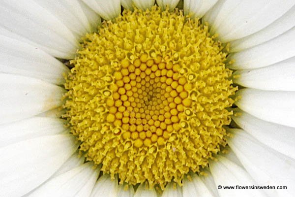 Hammarstrand, Ragunda, Sweden, Flora, Bloemen in Zweden - Vilda blommor i Sverige