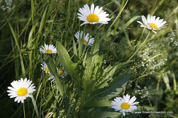 Sweden, Flowers, Nature, Travel, Ragunda, Hammarstrand