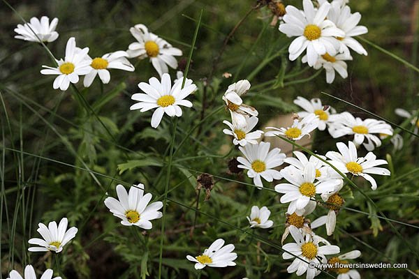 Vilda blommor i Sverige