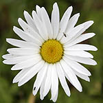 Leucanthemum vulgare - Sweden, Flora, Online