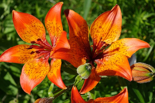 Sweden Flowers,Lilium bulbiferum, SE: Brandlilja, DE: Feuer-Lilie, NL: Roggelelie, UK: Orange lily, Fire lily, Tiger lily