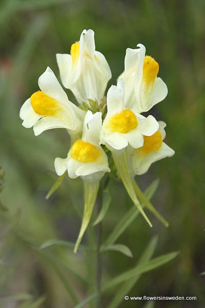 Native Plants of Sweden