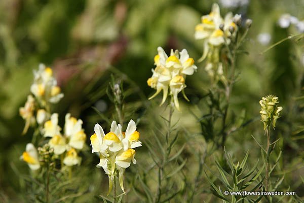 Linaria vulgaris, Antirrhinum linaria, Gulsporre, Gewöhnliches Leinkraut, Vlasbekje, Yellow toadflax, Butter and eggs