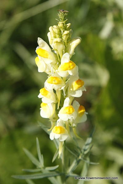 Flowers in Sweden (Vilda blommor i Sverige)