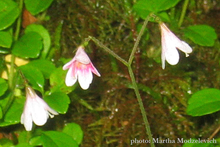 Sweden, Ragunda kommun, Nature, Wildflowers