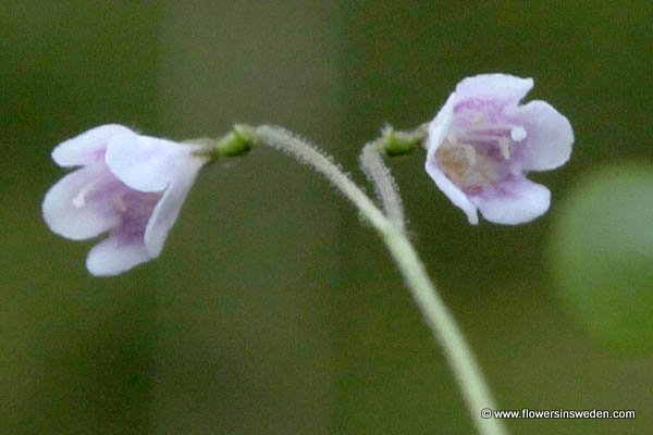 Fältflora,Hammarstrand, Linnaea borealis, Linnea, Moosglöckchen, Linnaeusklokje, Twinflower