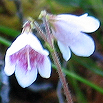 Linnaea borealis - Sweden, Flora, Online