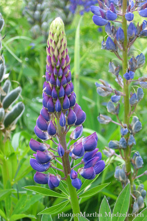 Flowers in Sweden - Bloemen in Zweden - Vilda blommor i Sverige