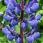 Lupinus polyphyllus - Sweden, Flora, Online