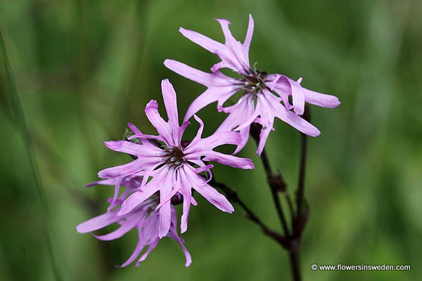 Wild Flowers of Sweden