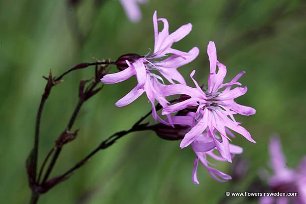 Flora of Sweden online, Native plants, Sverige