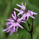 Lychnis flos-cuculi - Sweden, Flora, Online