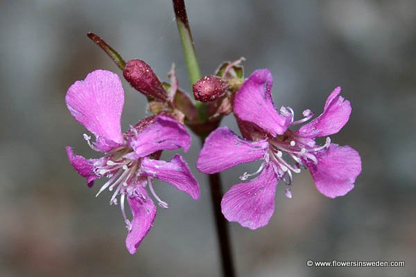 Bloemen in Zweden - Vilda blommor i Sverige