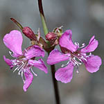 Lychnis viscaria - Sweden, Flora, Online