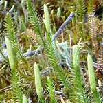 Lycopodium annotinum - Sweden, Flora, Online