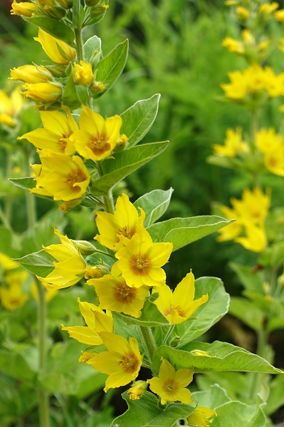 Sweden Flowers,Lysimachia punctata, Praktlysing, Punktierter Gilbweiderich, Puntwederik, Garden Loosestrife, Yellow Loosestrife, Dotted Loosestrife