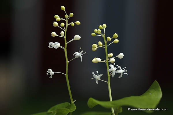 Vilda blommor i Sverige