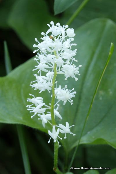 Zweden Reizen, Natuur, Bloemen