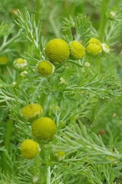 Sweden Flowers, Matricaria discoidea, Matricaria matricarioides, Matricaria suaveolens, Gatkamomill, Strahlenlose Kamille, Schijfkamille, Pineappleweed, Rayless chamomile