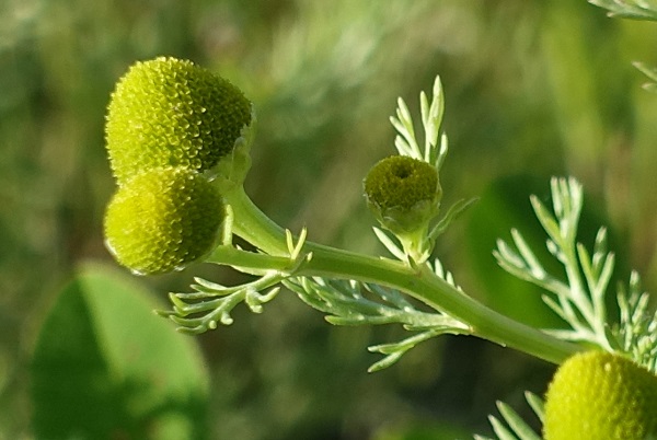 Matricaria discoidea, Matricaria matricarioides, Matricaria suaveolens, Gatkamomill, Strahlenlose Kamille, Schijfkamille, Pineappleweed, Rayless chamomile