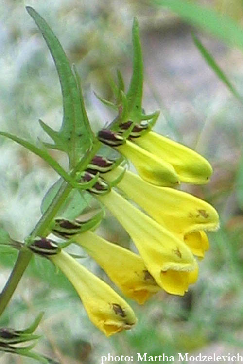 Flowers of Sweden, Flora, Bloemen in Zweden - Vilda blommor i Sverige