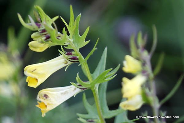 Flowers of Sweden, Flora, Bloemen in Zweden - Vilda blommor i Sverige