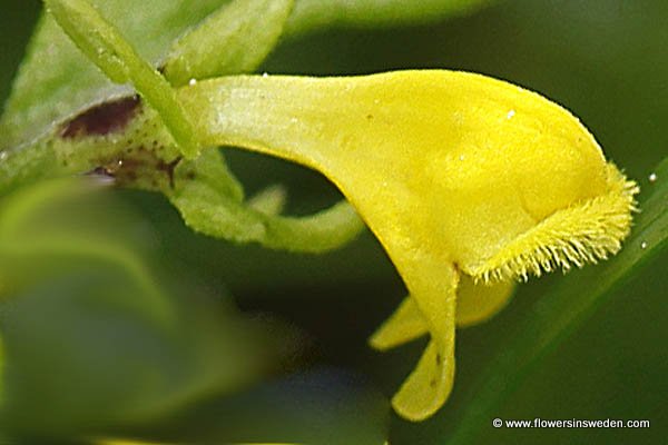 Zweden Reizen, Natuur, Bloemen