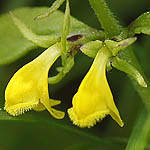 Melampyrum sylvaticum - Flowers in Sweden