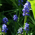 Muscari botryoides - Flowers in Sweden