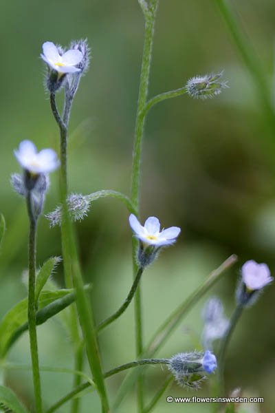 Flowers in Sweden