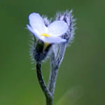 Myosotis arvensis - Flowers in Sweden