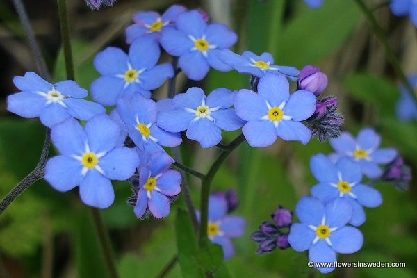 Sweden Flowers - Myosotis sylvatica, Skogsförgätmigej, Wald-Vergissmeinnicht, Bosvergeet-mij-nietje, Wood Forget-me-not