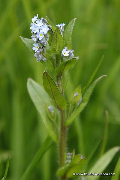 Sweden, Nature, Travel, Flowers