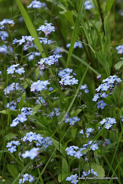 Zweden, Natuur, Reizen, Wild Bloemen