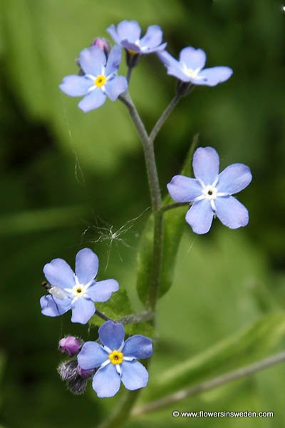 Vilda blommor i Sverige