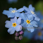 Myosotis sylvatica - Flowers in Sweden