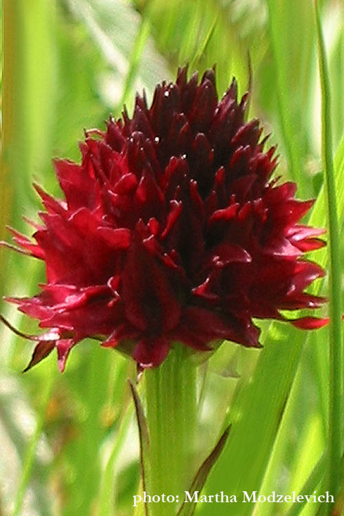 Vilda blommor i Sverige, Florist, Sweden, Ragunda, Wildflowers