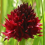 Red (Pink, Red-violet, Red-purple) in Sweden