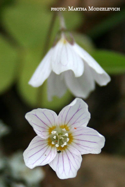 Oxalis acetosella L., SE: Harsyra, DE: Wald-Sauerklee, NL: Witte klaverzuring, UK: Wood-sorrel