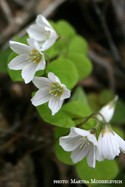 Vilda blommor i Sverige - Bloemen in Zweden