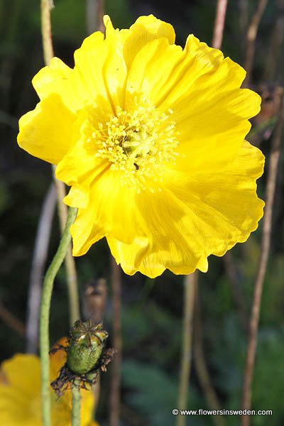 Pictures of Sweden Wildflowers and native plants