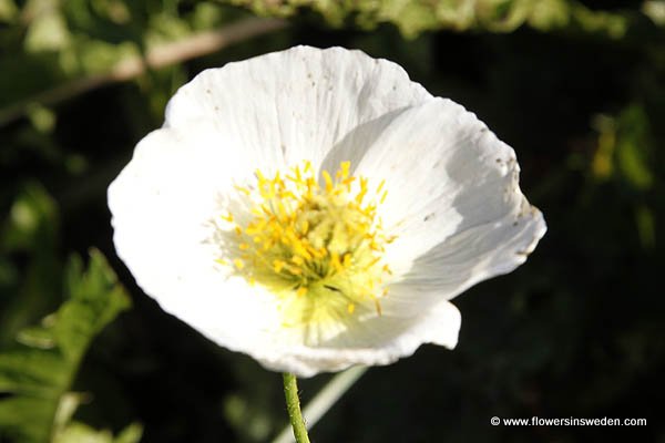 Papaver croceum, Sibirisk vallmo, Islandmohn, Altaischer Mohn, IJslandse papaver, Iceland Poppy