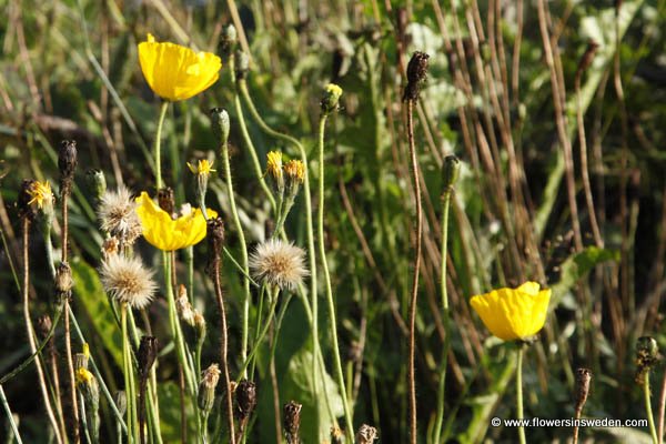 Flowers in Sweden