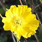 Papaver croceum - Flowers in Sweden