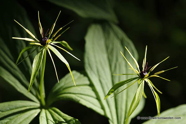 Flowers of Sweden