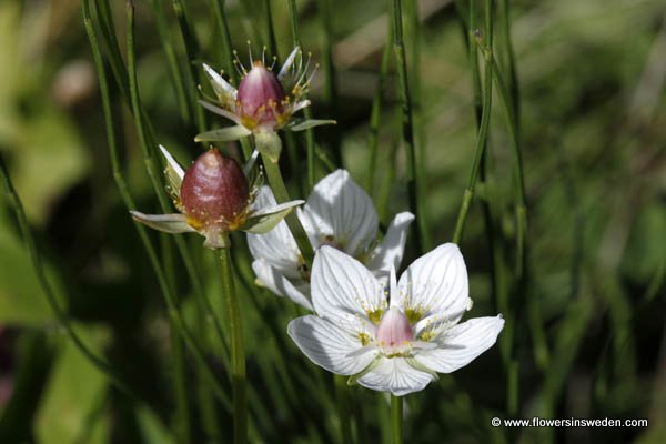 Sweden Wildflowers Pictures