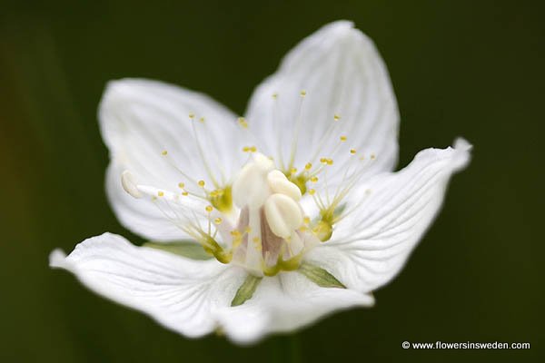 Parnassia palustris, Slåtterblomma, hjärtblad, hjärtblomma, Sumpf-Herzblatt, Parnassuskruid, Grass-of-Parnassus