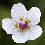 Parnassia palustris - Flowers in Sweden